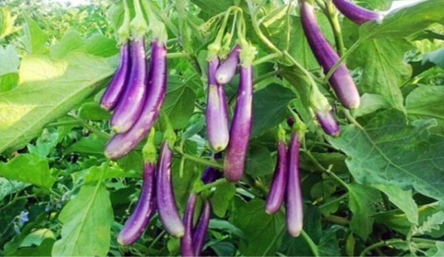 Eggplant that prevents osteoporosis