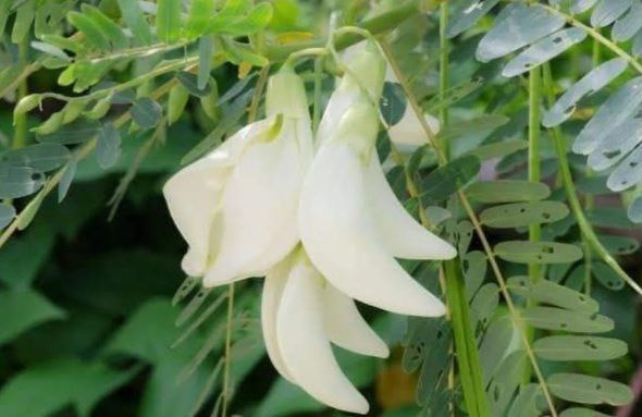 PEOPLE WITH RED URINE, GALLSTONES, AND KIDNEY STONES MUST EAT THE WHITE ROSE FLOWER